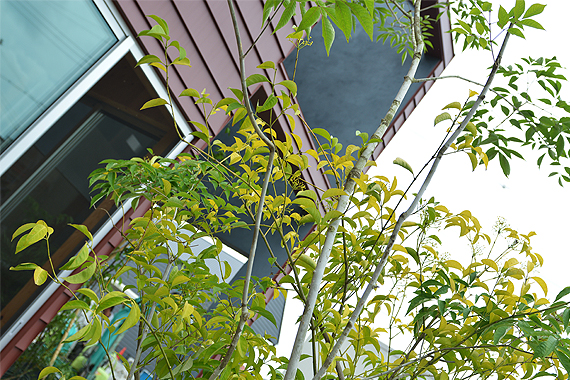 和歌山市にあるモデルハウスのエクステリア・庭・外構を緑化