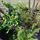 緑化　和歌山市　植樹